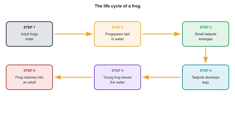 The life cycle of a frog